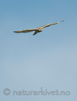 BB 11 0298 / Asio flammeus / Jordugle